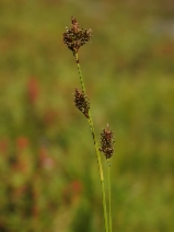 Carex luzulina