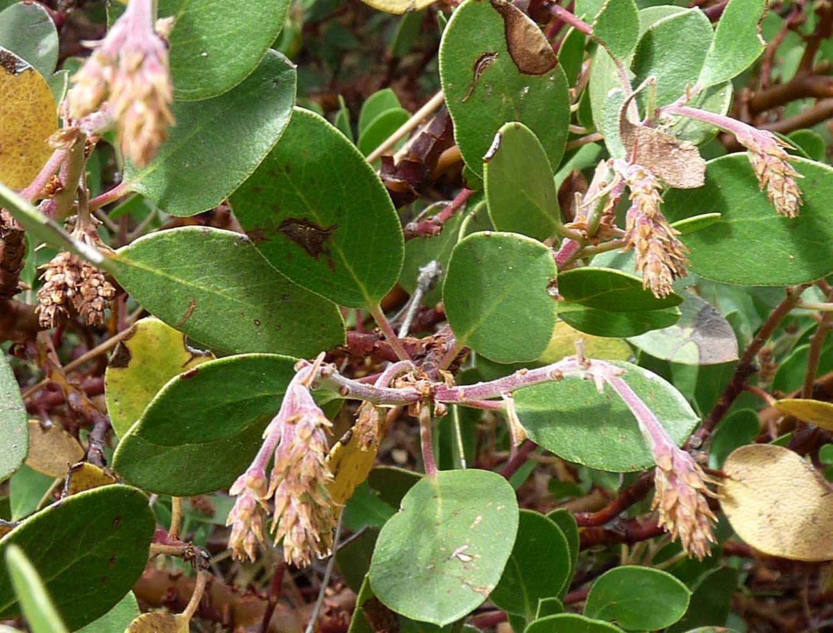 Arctostaphylos parryana