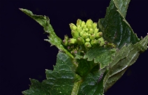 Brassica kaber