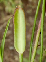 Calochortus catalinae