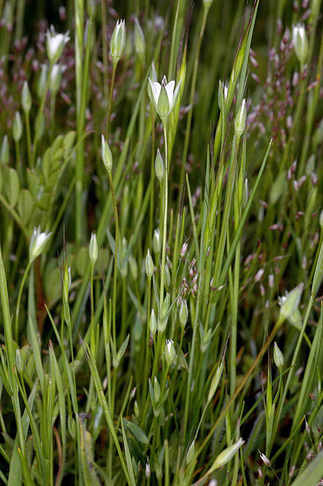 Moenchia erecta ssp. erecta