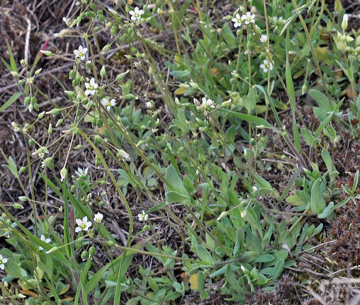 Holosteum umbellatum ssp. umbellatum