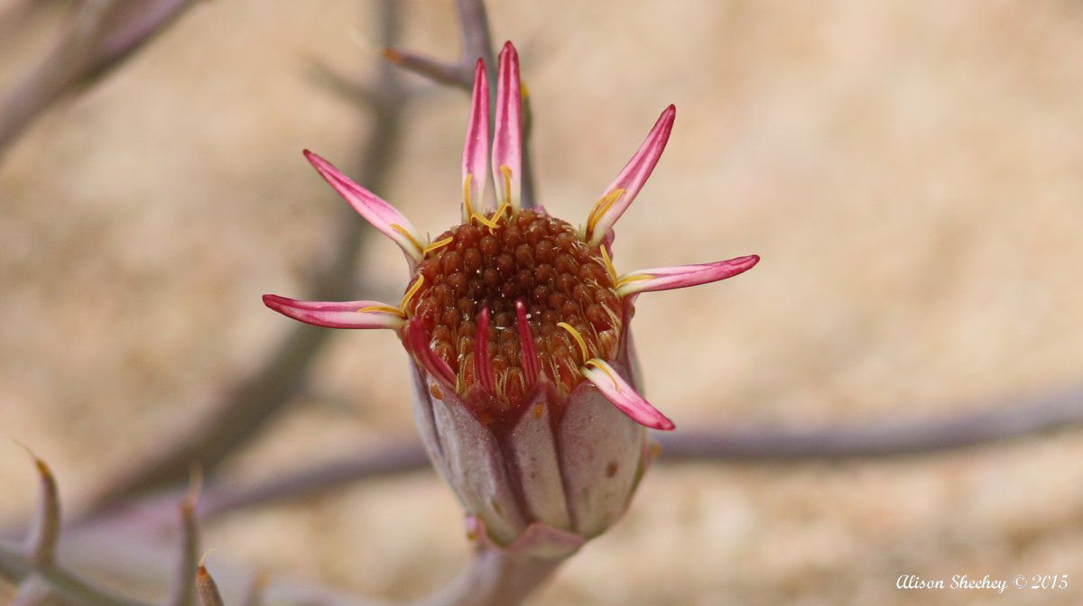 Nicolletia occidentalis
