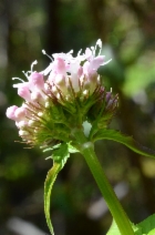 Valeriana sitchensis ssp. scouleri