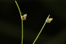 Isolepis carinata