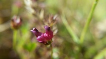 Trifolium depauperatum var. amplectens