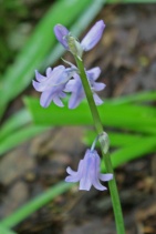 Hyacinthoides hispanica