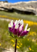 Trifolium barbigerum var. andrewsii