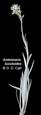 Antennaria luzuloides ssp. aberrans
