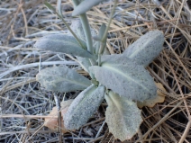Caulanthus amplexicaulis ssp. barbarae