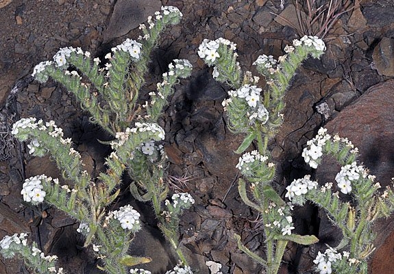 Oreocarya glomerata