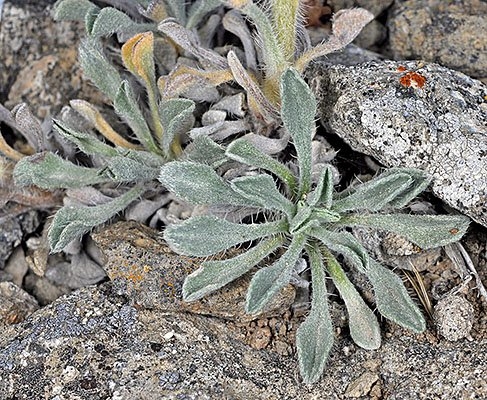 Oreocarya glomerata