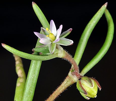 Spergularia canadensis var. occidentalis