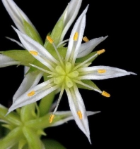Sedum stenopetalum ssp. ciliosum