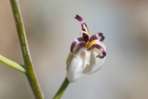 Caulanthus amplexicaulis ssp. barbarae