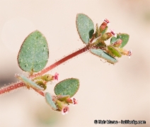 Chamaesyce arizonica