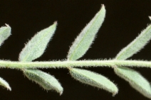 Astragalus macrodon