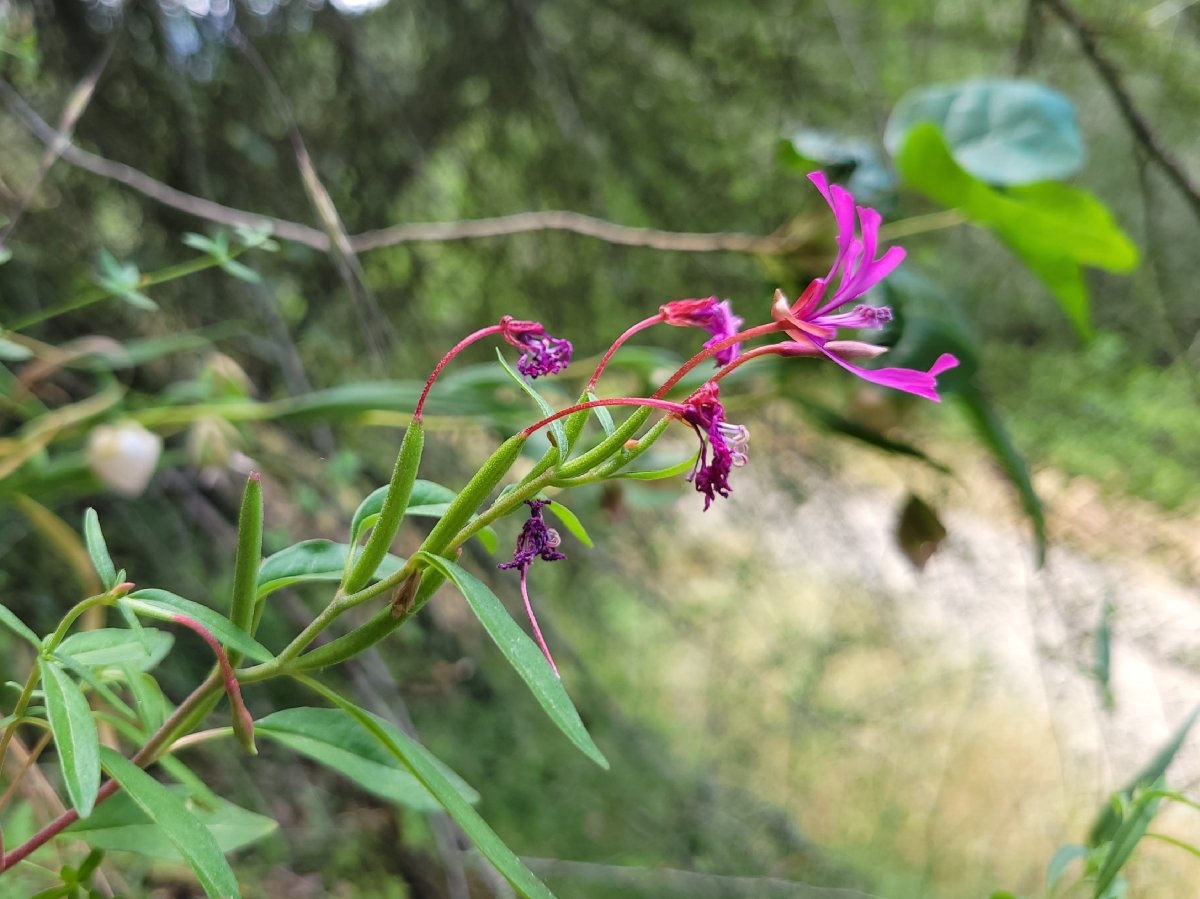 Clarkia concinna ssp. automixa