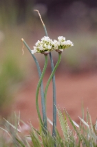 Allium howellii var. clokeyi