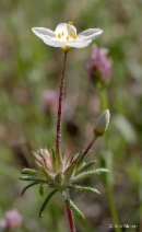 Linanthus parviflorus