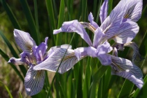 Iris longipetala
