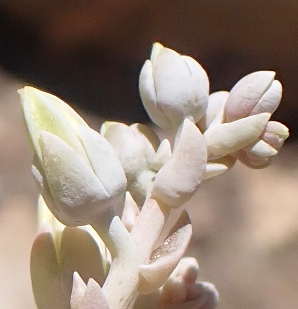 Dudleya abramsii ssp. calcicola