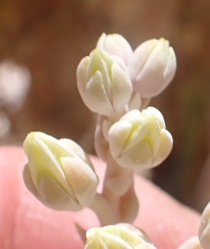 Dudleya abramsii ssp. calcicola