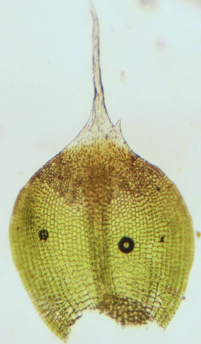 Jaffueliobryum wrightii