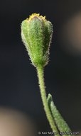 Schkuhria multiflora