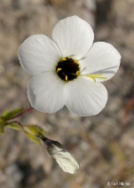 Linanthus aureus ssp. decorus