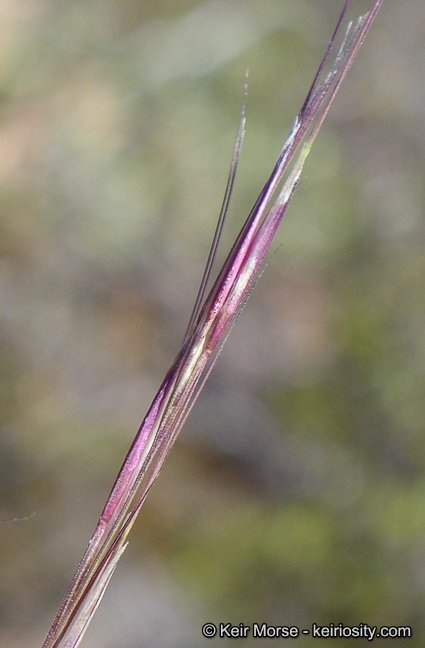 Aristida purpurea