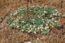 Trifolium andersonii ssp. andersonii