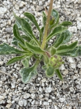 Hulsea vestita ssp. inyoensis
