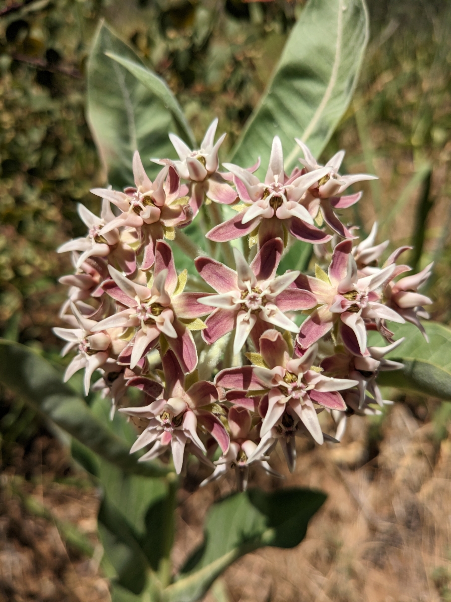 Asclepias speciosa