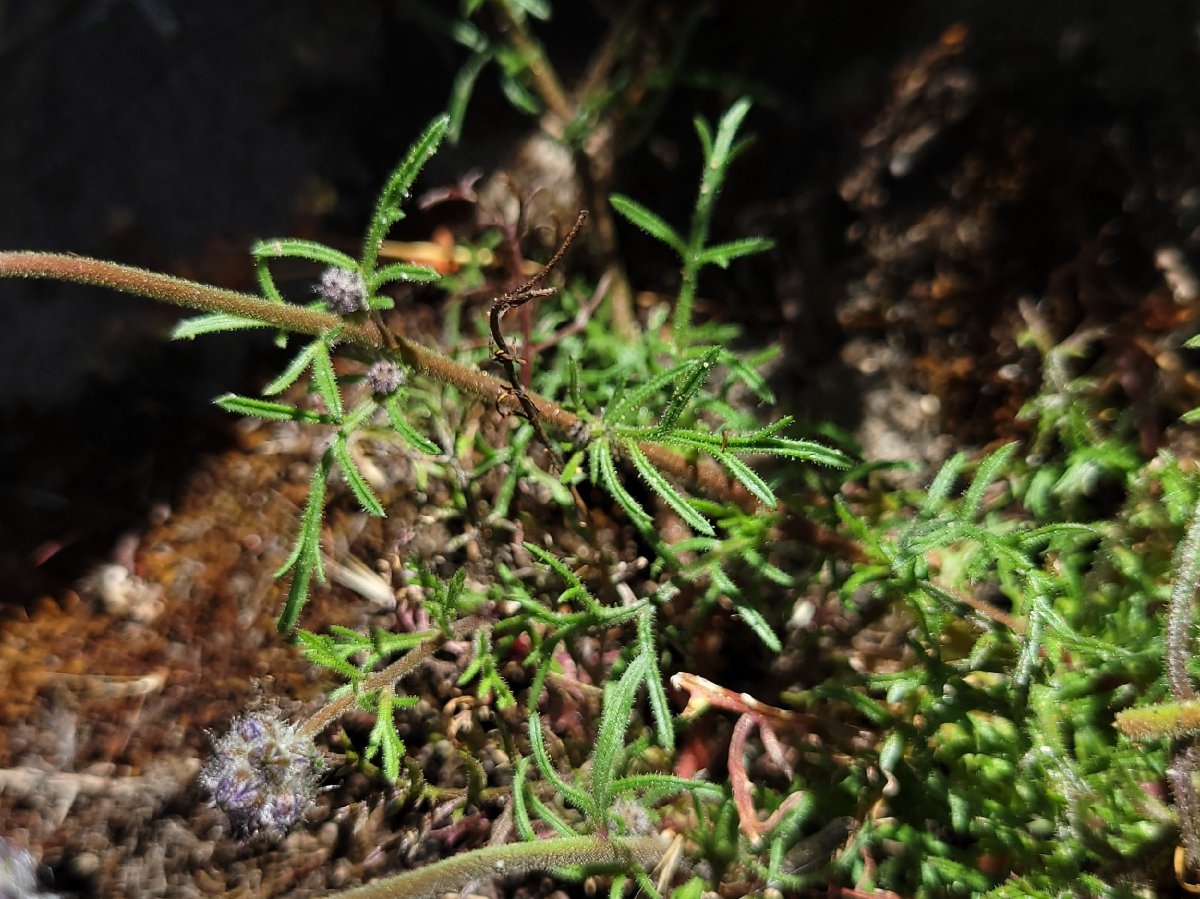 Gilia capitata ssp. chamissonis