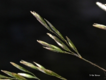 Deschampsia cespitosa ssp. cespitosa