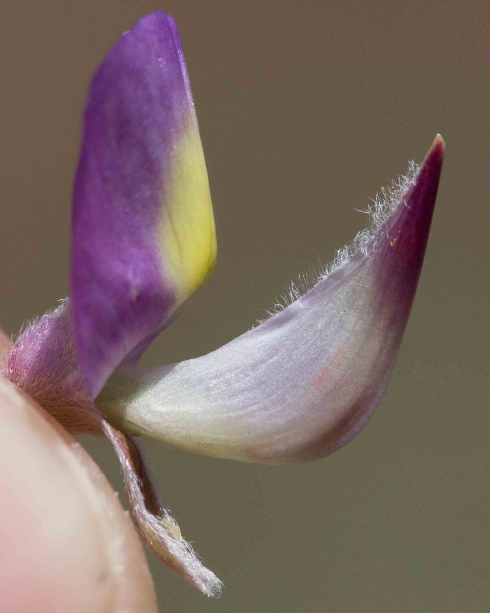 Lupinus albifrons var. abramsii
