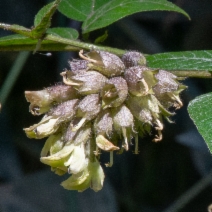 Rupertia physodes
