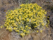 Amphipappus fremontii ssp. spinosus