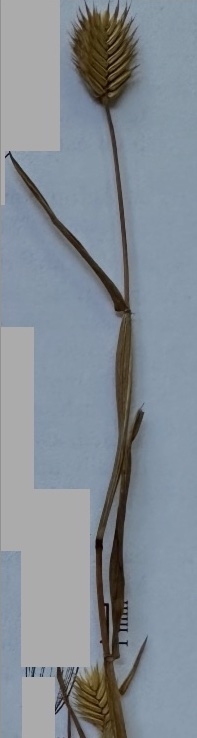 Eremopyrum triticeum