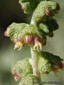Ambrosia chenopodiifolia