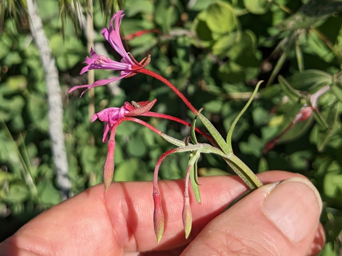 Clarkia concinna ssp. automixa