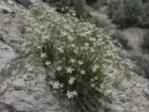 Arenaria macradenia ssp. ferrisiae