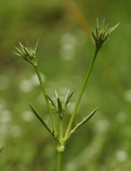 Eryngium alismifolium