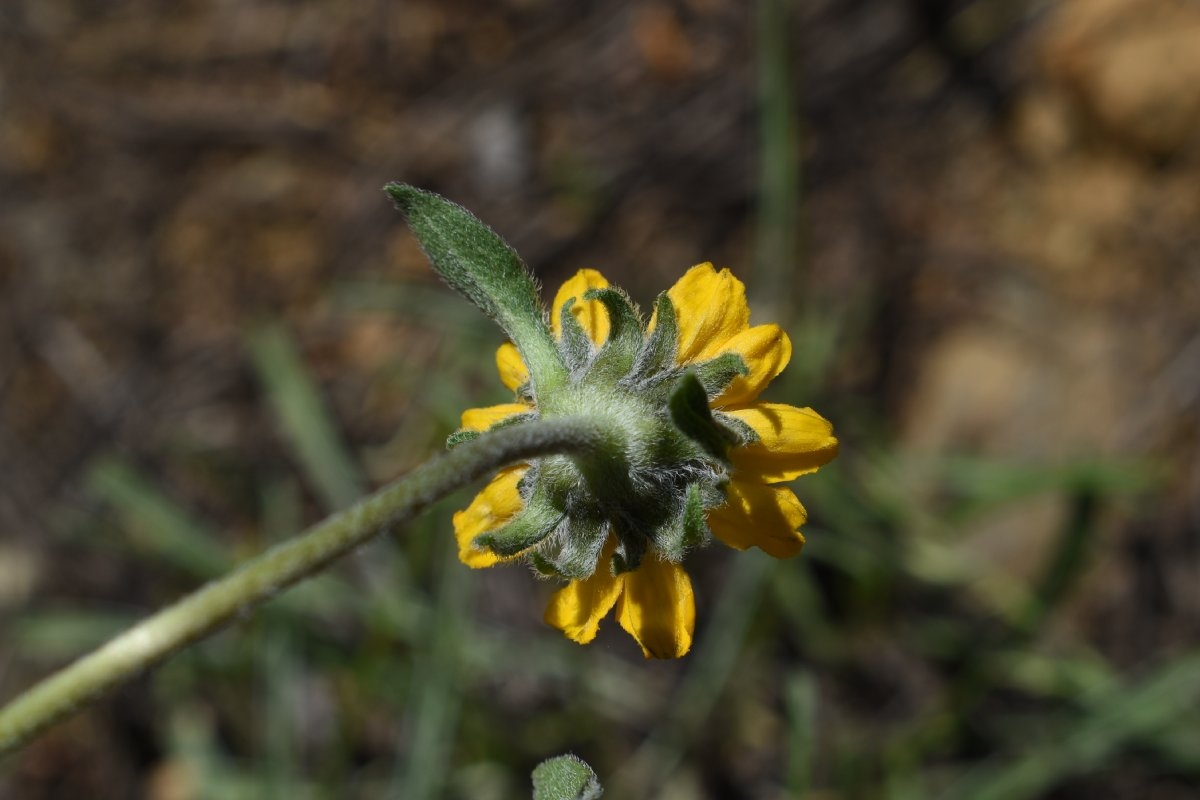 Helianthella californica var. shastensis
