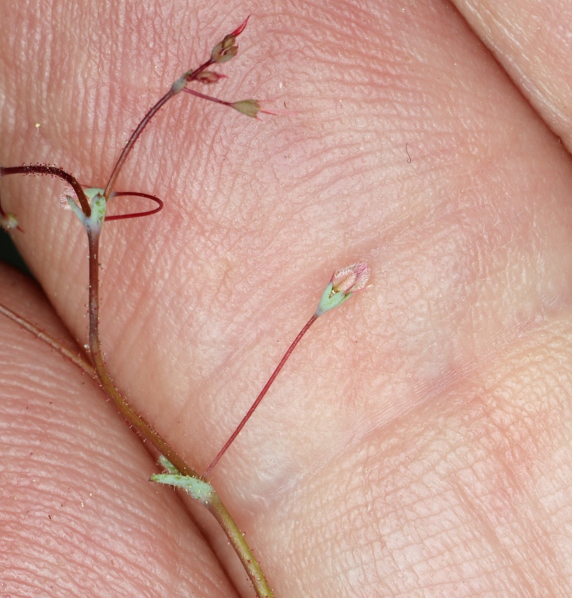 Oxytheca dendroidea ssp. dendroidea
