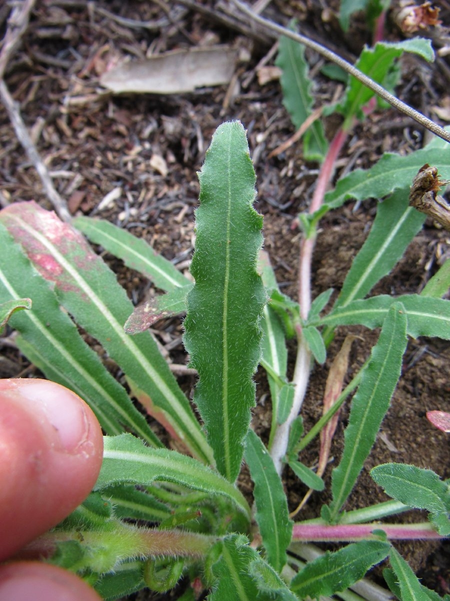Camissoniopsis intermedia