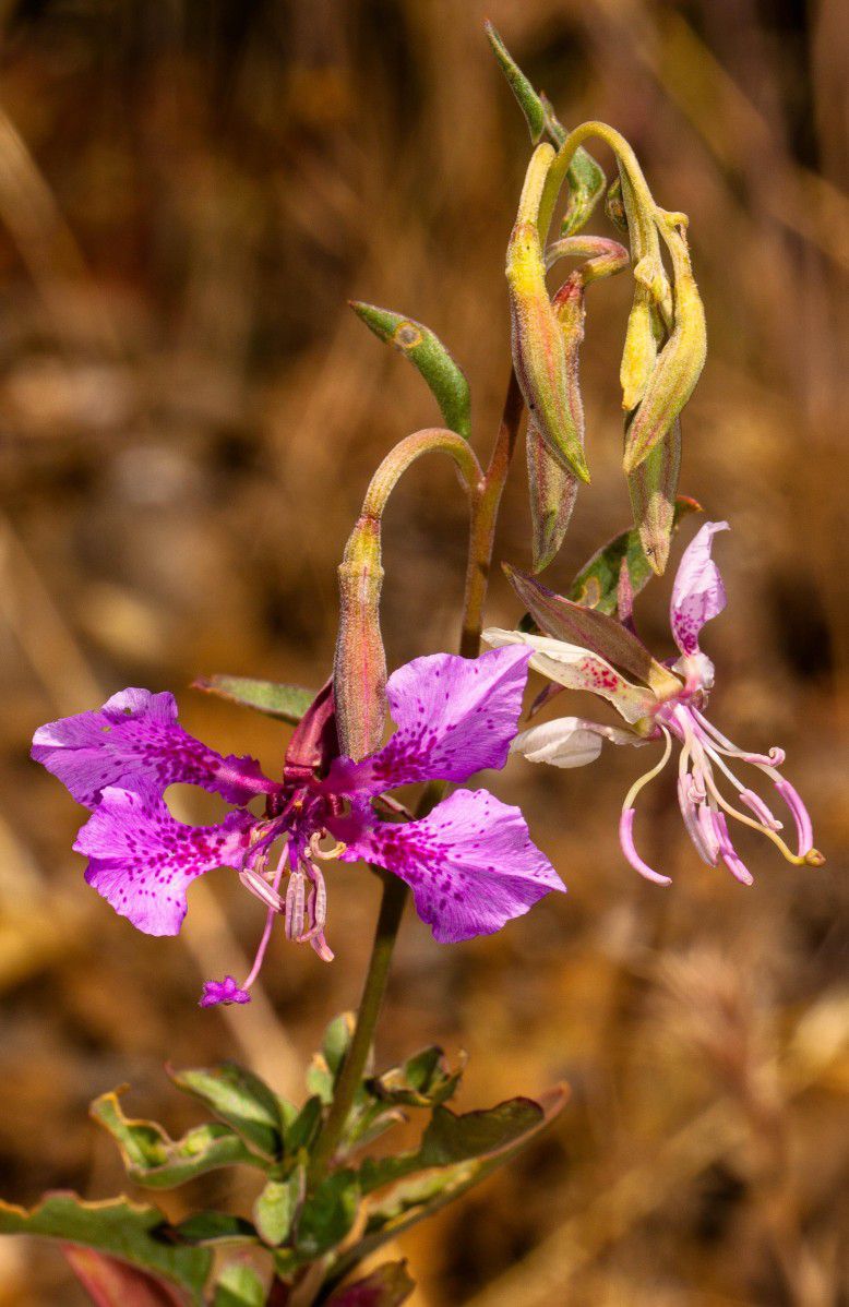 Clarkia borealis ssp. arida