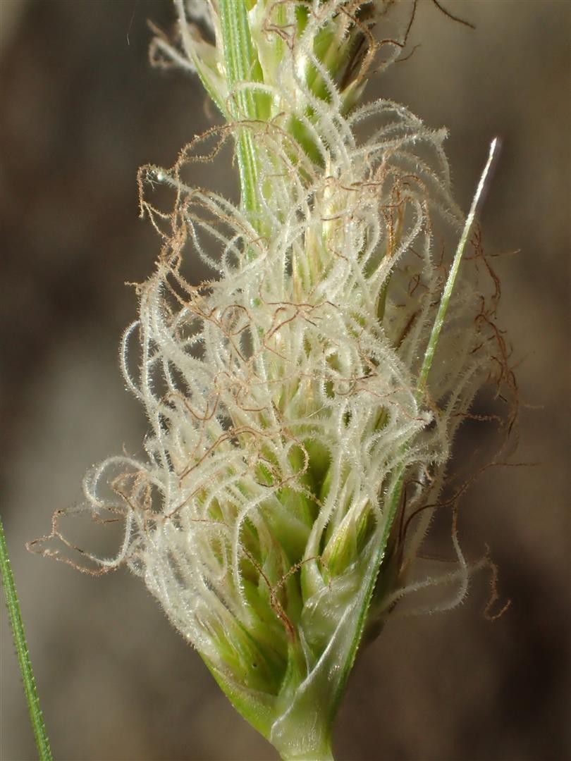 Carex alma