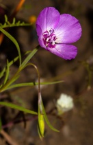 Clarkia gracilis ssp. tracyi